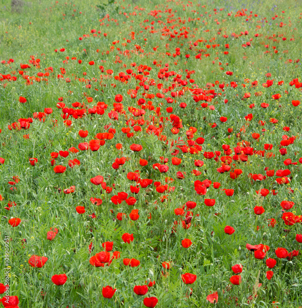 Poppy field