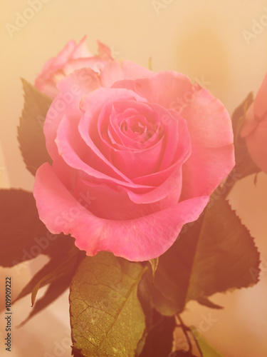 pink rose, vintage filter e...
