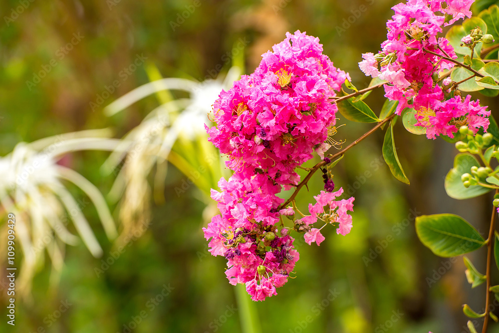 Obraz premium Pink flower.