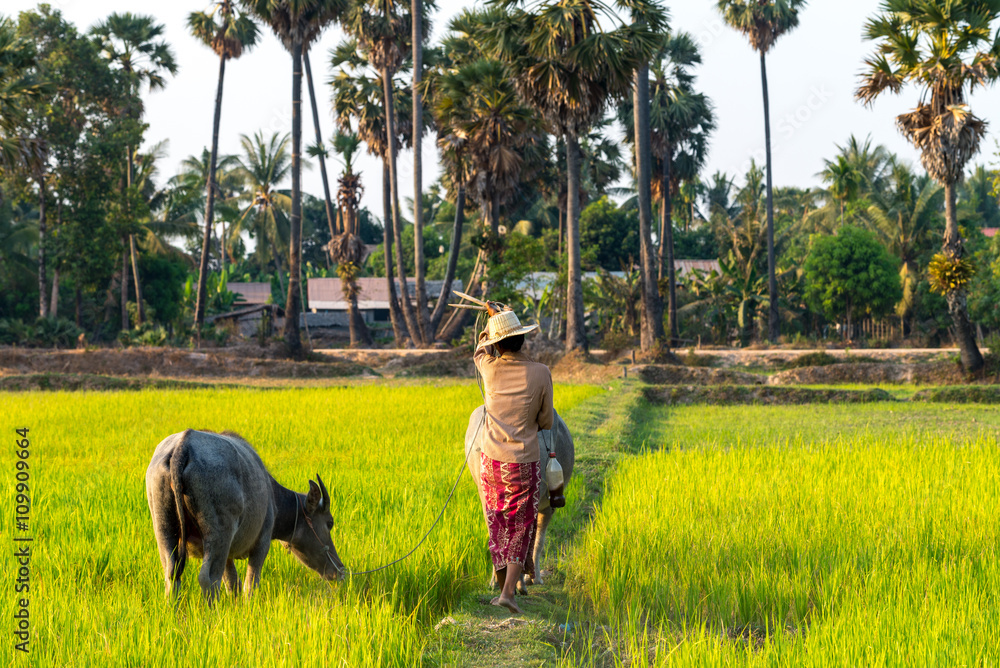 Naklejka premium Buffalo in Rice field Siem Reap, Cambodia Apr 2016
