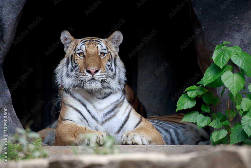 Fototapeta premium Tiger looking.