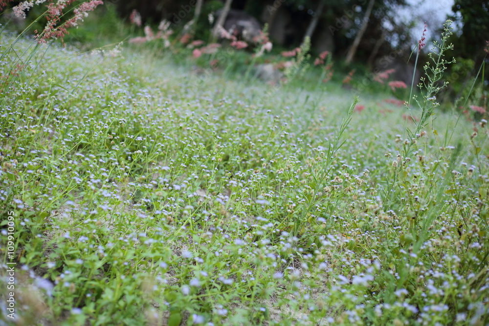 Goat weed flower Goat weed flower