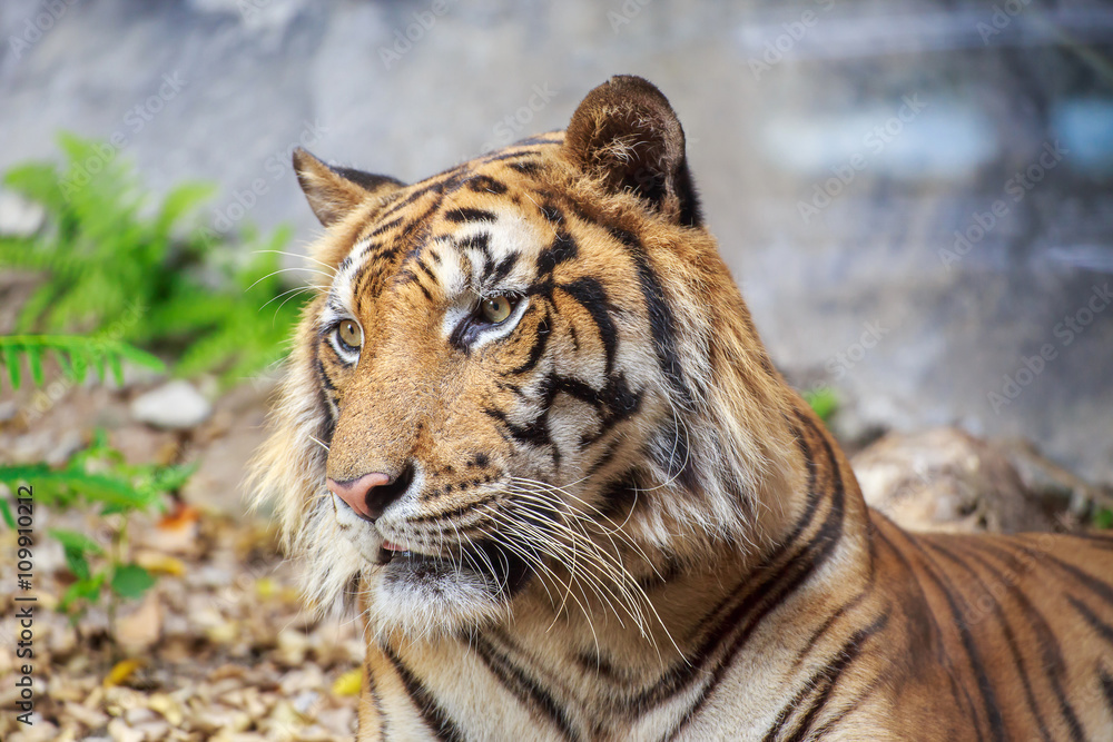 Obraz premium Głowa tygrysa.