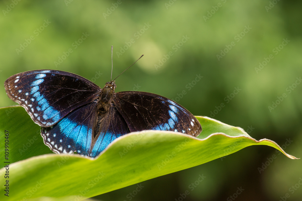 Common Eggfly blue butterfly, hypolimnas alimena Common Eggfly blue butterfly, hypolimnas alimena