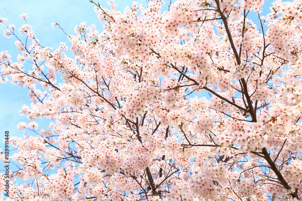 Cherry blossom under a blue sky