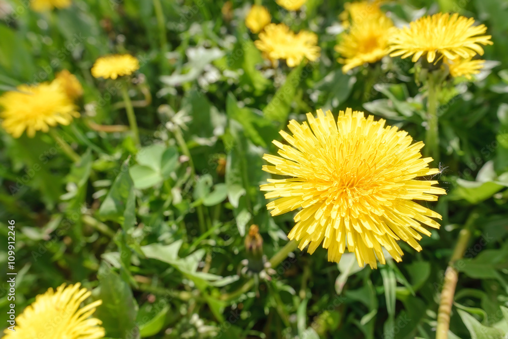 Yellow Dandelion Flowers