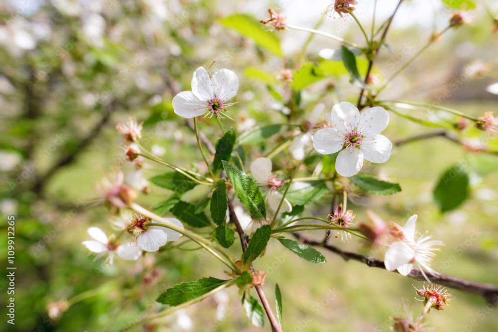 White Cherry Flower
