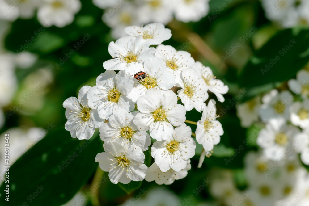 White Spiraea Flower White Spiraea Flower