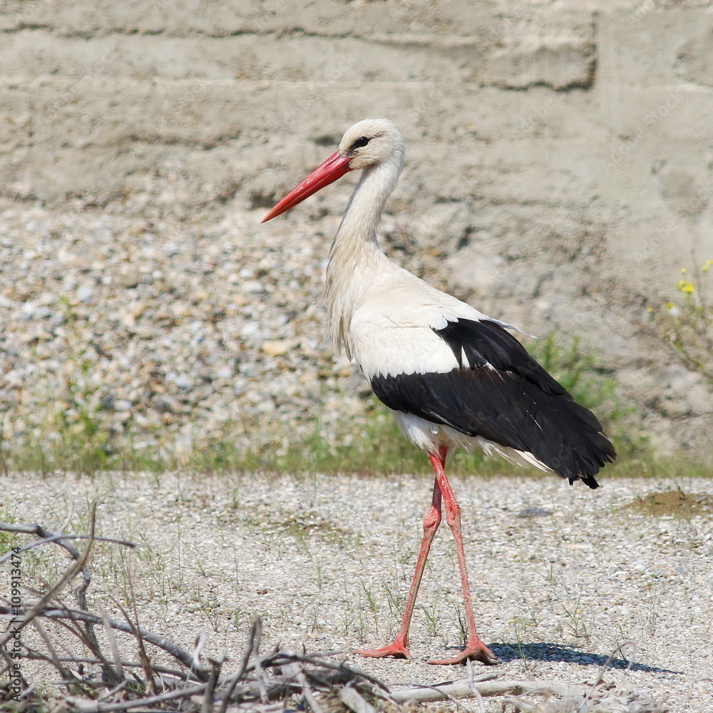 Fototapeta premium White Stork, ciconia ciconia