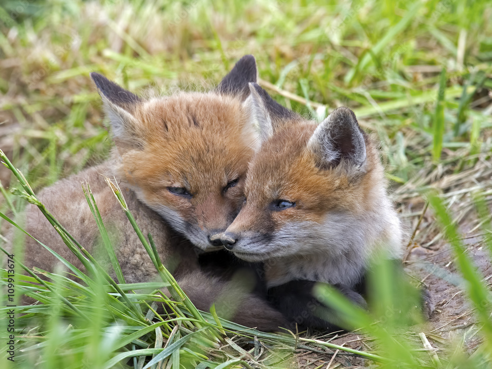 Pair Red Fox Kits Pair Red Fox Kits