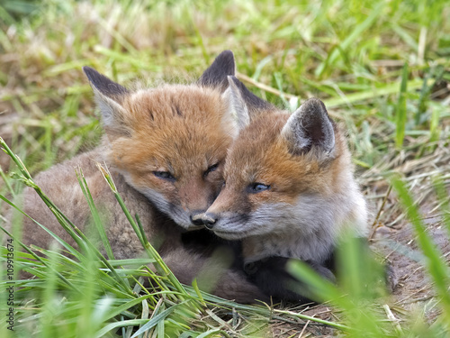 Pair Red Fox Kits