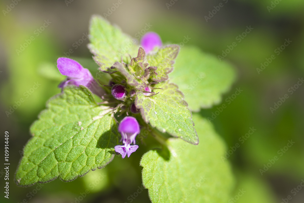 The plant weeds with lilac leaves and flowers The plant weeds with lilac leaves and flowers