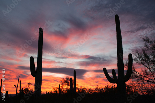 Saguaro Cacti Sonoran Desert Sunset Saguaro NP AZ photo