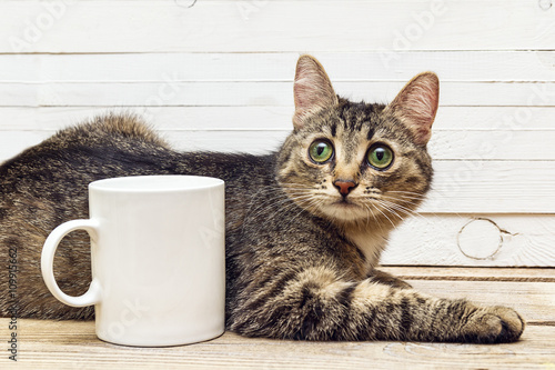 Young cat lying next to a white coffee mug.