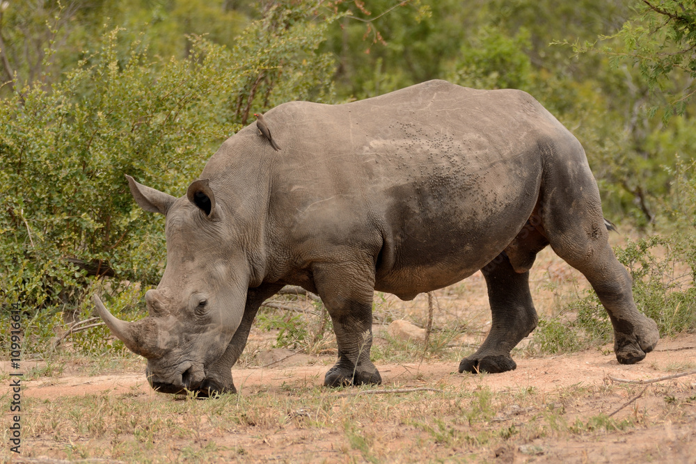 Large lone African White rhinoceros moving through a clearing in the bush Large lone African White rhinoceros moving through a clearing in the bush