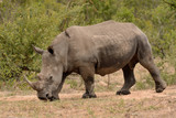 Large lone African White rhinoceros moving through a clearing in the bush