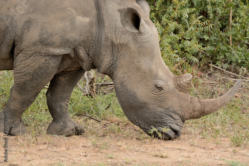 Portrait of an African white rhinoceros grazing 