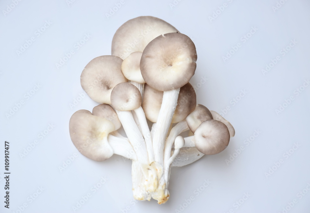 oyster mushroom on white background
oyster mushroom on white background