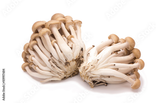 shimeji mushrooms brown varieties isolated on white background
