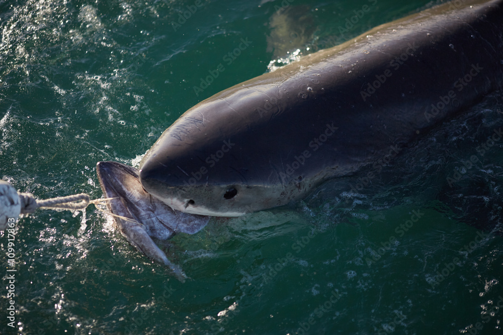 Fototapeta premium shark in the sea