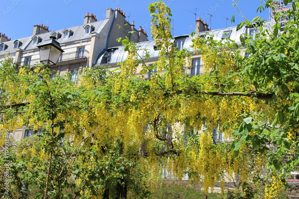 Paris - Glycine Jaune