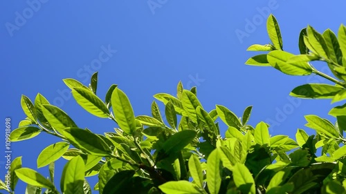 Lush green laurel hedge blowing in the wind. Prunus laurocerasus, also known as cherry laurel, common laurel and sometimes English laurel. photo