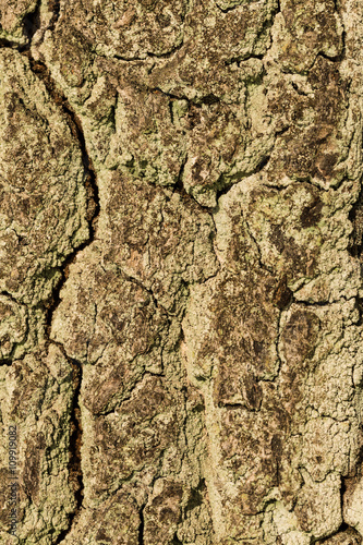 Tree bark