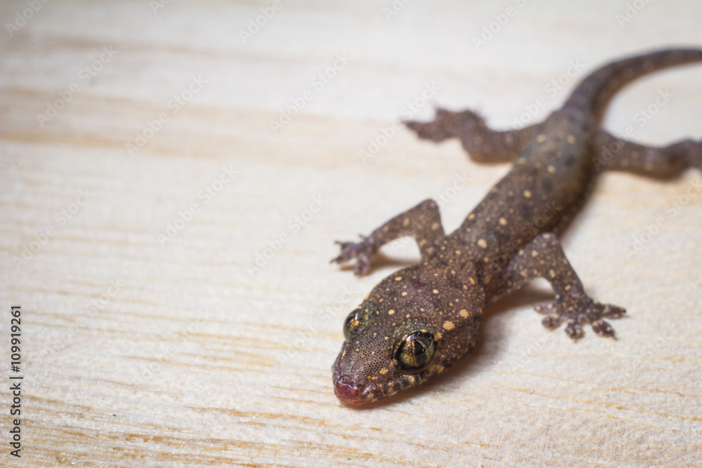 Naklejka premium gecko