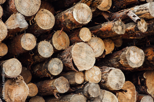 pine logs stacked in a pile