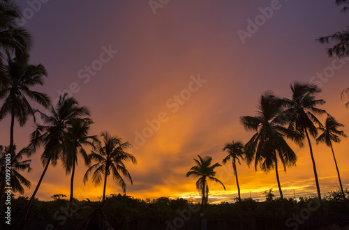 Silhouette of palm tree over beautiful and colorful sunset
