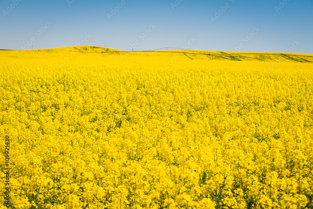 Yellow meadow under blue sky with clouds