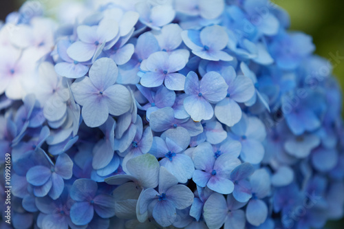 blue blossoms in Vietnam