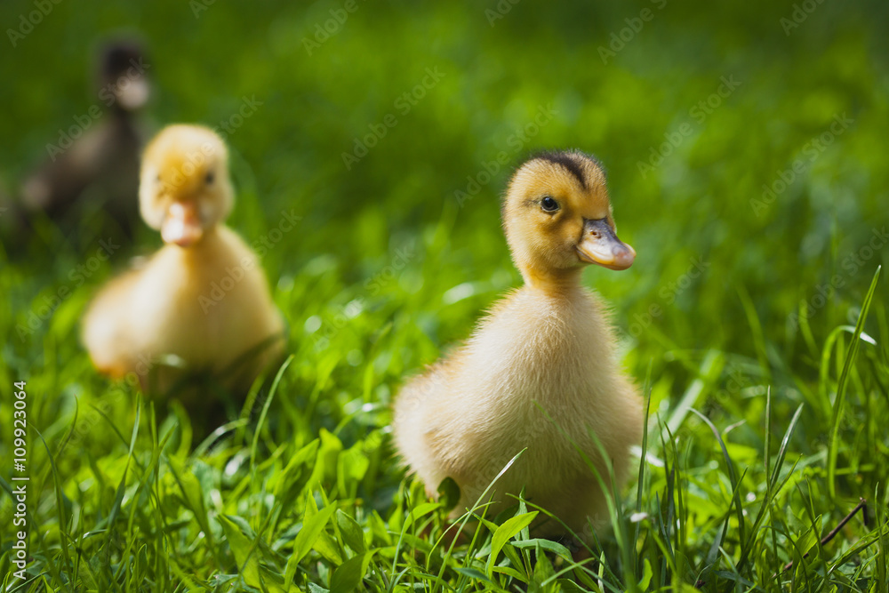 ducklings outdoor in the green grass