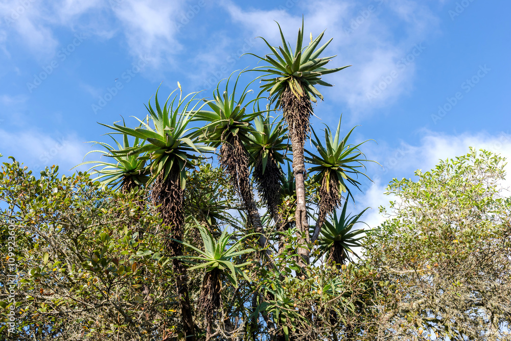 Obraz premium Nature of South Africa. 