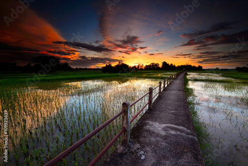 Bridge over the cornfield.