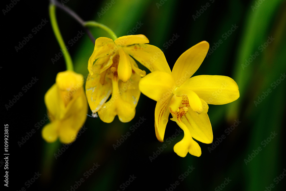 Fototapeta premium Orchid