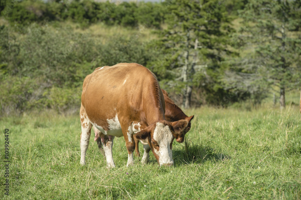 Limousin beef cattle