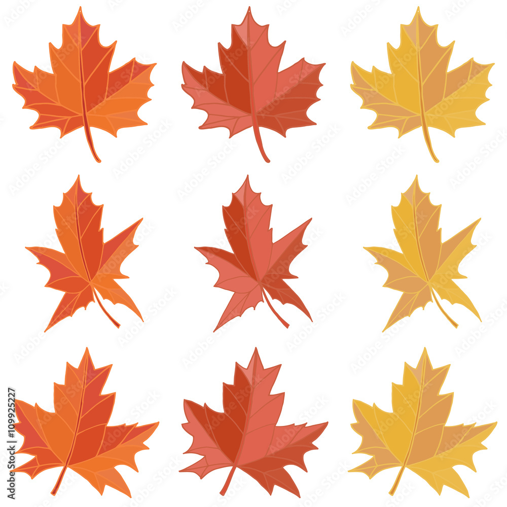 Maple leaf vector Maple leaf vector