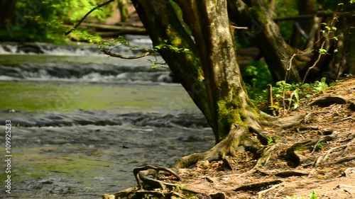 Korzenia drzewa nad rzeką  photo