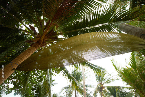 hammock under the palm trees in Thailand