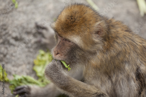 monkey munching on veggies
