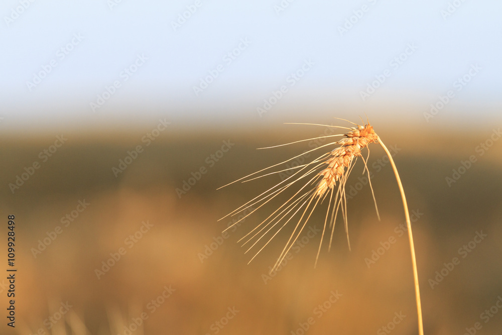 Rye ear on a background field Rye ear on a background field