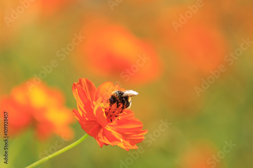 bumblebee collects nectar © drakuliren