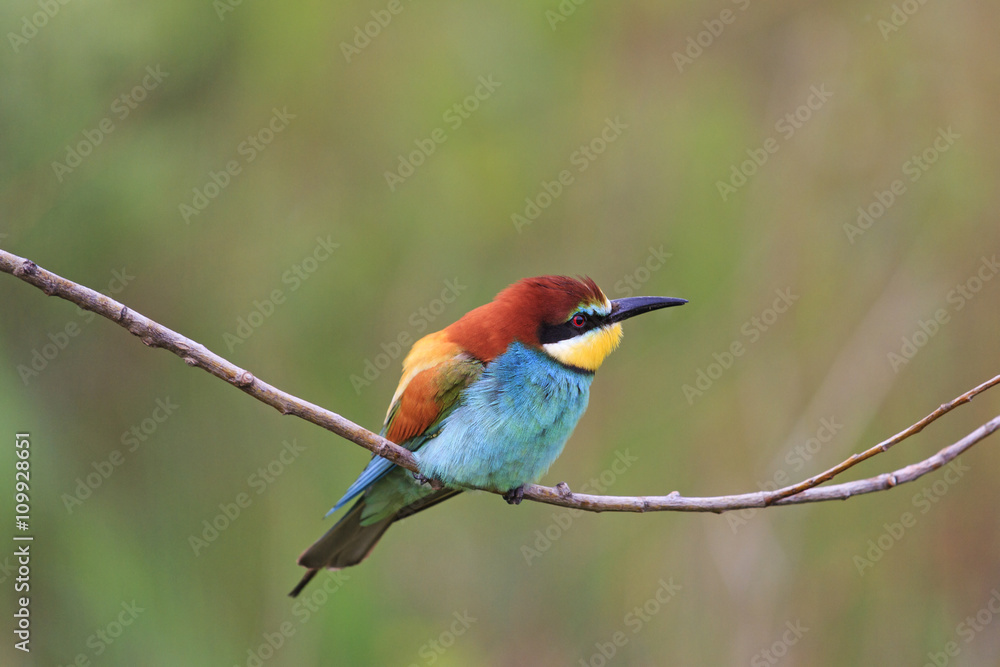 colored bird sitting on a branch