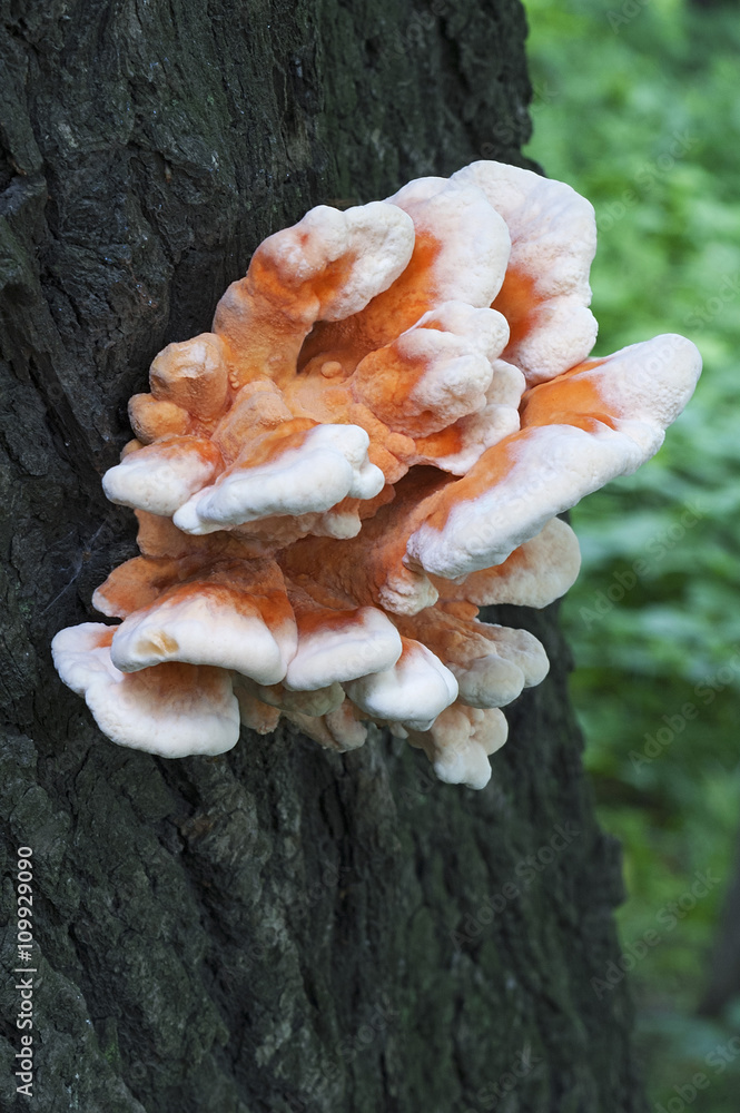 Sulphur shelf fungus (Laetiporus sulphureus). Called Crab-of-the-woods, Sulphur polypore and Chicken-of-th-woods also Sulphur shelf fungus (Laetiporus sulphureus). Called Crab-of-the-woods, Sulphur polypore and Chicken-of-th-woods also