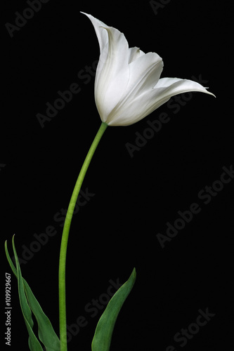 Canvas Print Tulip (Tulipa x gesneriana)