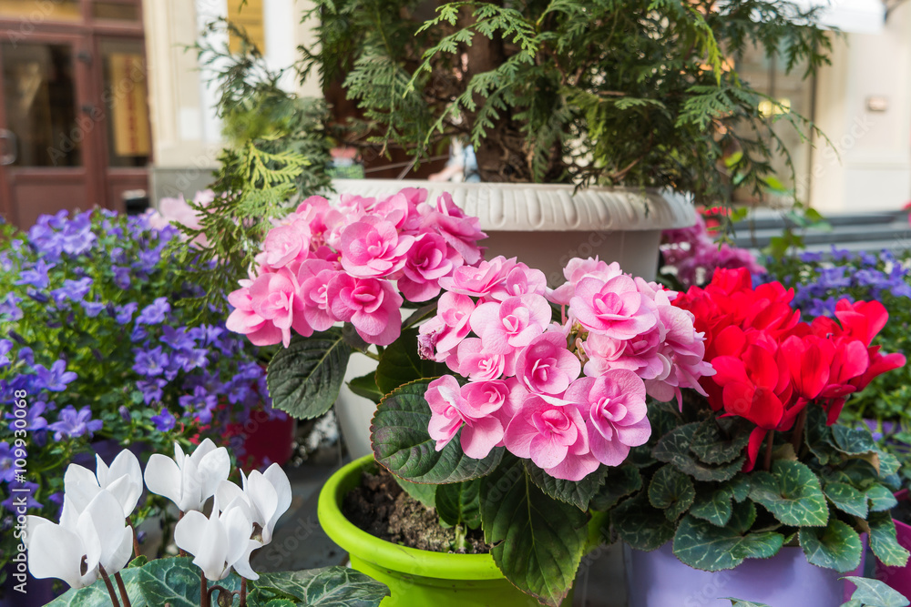 Potted flowers of pink azalea. Street decoration with plants and flower compositions. Moscow, Russia.