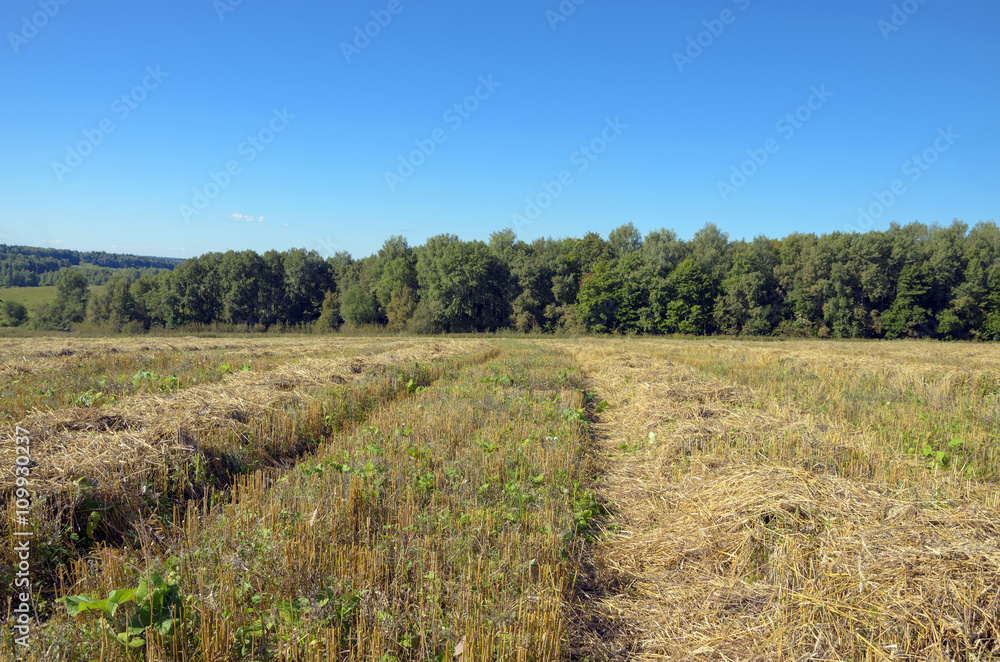 Field after harvesting