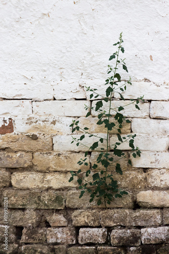 Plant growing out of the wall from bricks