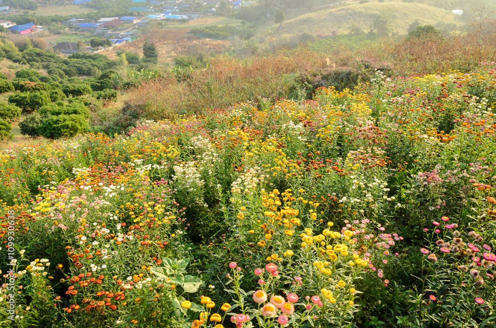 Helichrysum or Strawflower in outdoor garden,flower fields on mountain